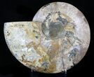 Beautiful Split Ammonite Half - Agatized #34376-1